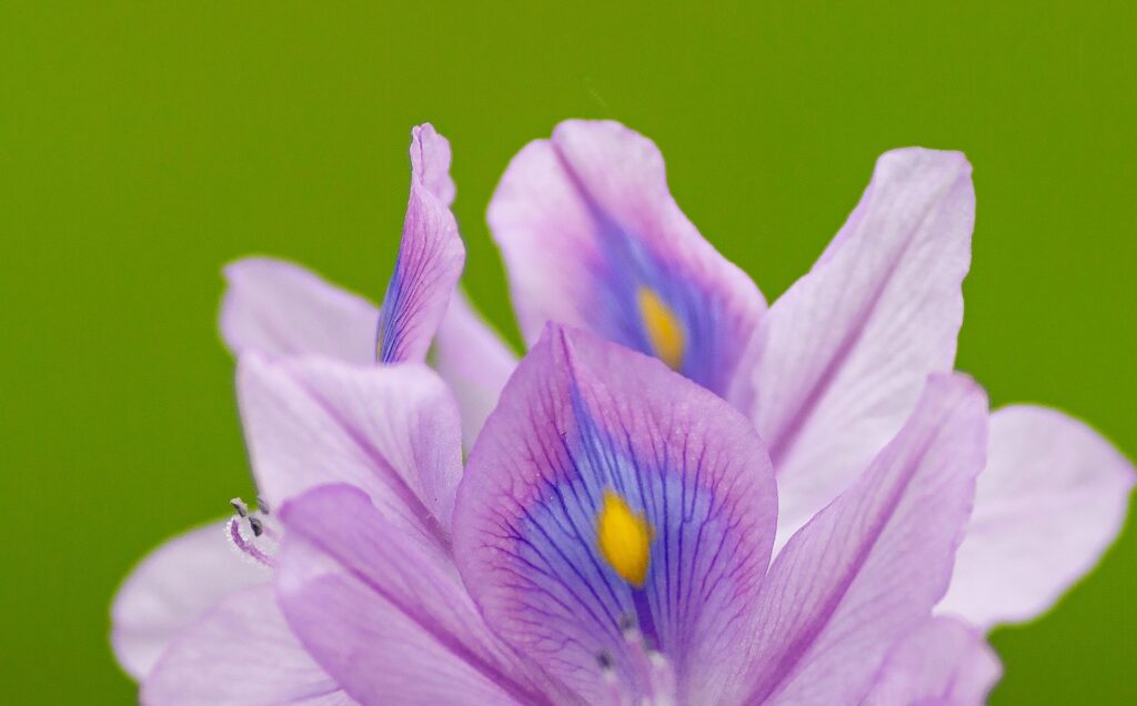 fleur